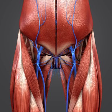 Renkli tıbbi illüstrasyon insan kas kalça damarlar ile