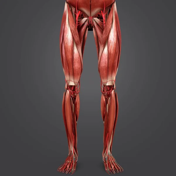 Bunte Medizinische Illustration Menschlicher Unterer Gliedmaßen Mit Arterien — Stockfoto