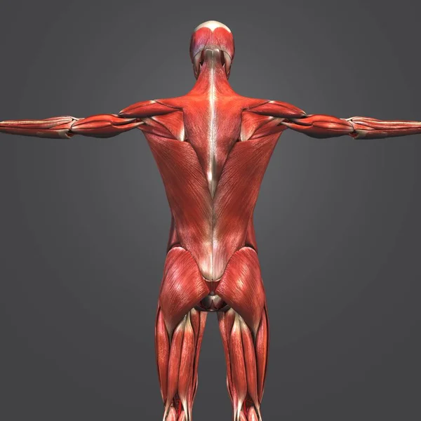 Colorida Ilustración Médica Anatomía Muscular Humana — Foto de Stock