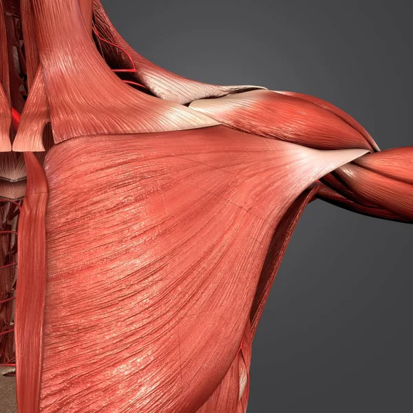 Colorida Ilustración Médica Los Músculos Del Hombro Humano Con Arterias — Foto de Stock