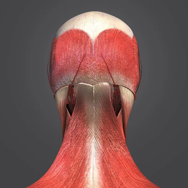 Kleurrijke Medische Illustratie Van Menselijk Hoofd Musles — Stockfoto