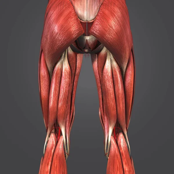 Colorful Medical Illustration Human Lower Limbs Arteries — Stock Photo, Image