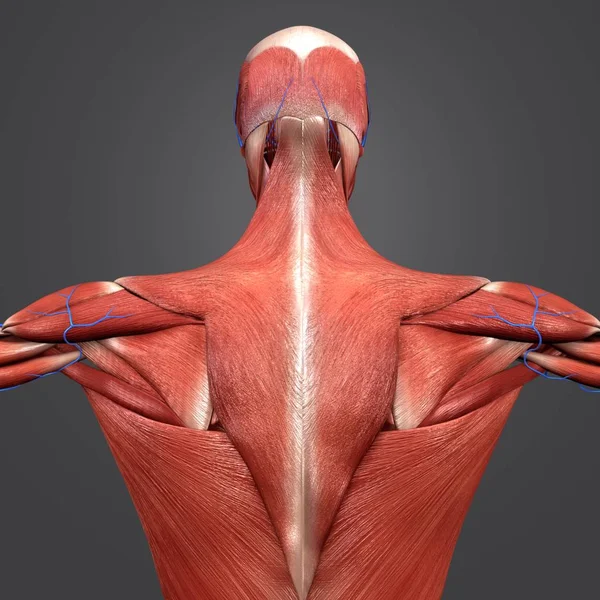 Ilustração Médica Colorida Anatomia Muscular Humana Com Veias — Fotografia de Stock