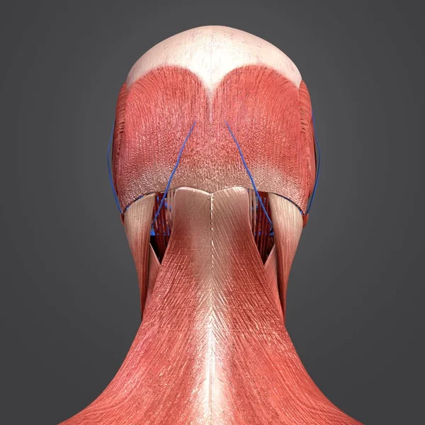 Kolorowe Medycyna Ilustracji Ludzkiej Głowy Mięśni — Zdjęcie stockowe