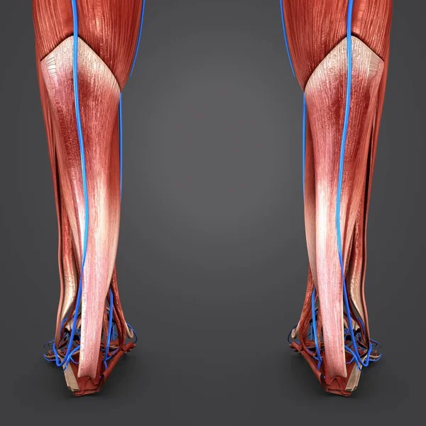 Красочная Медицинская Иллюстрация Человеческих Ног Венами — стоковое фото