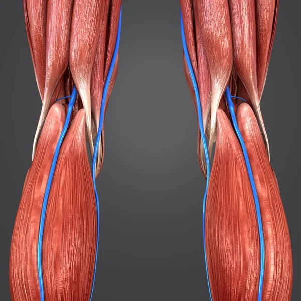 人間の下肢静脈後方ビューのカラフルな医療イラスト — ストック写真