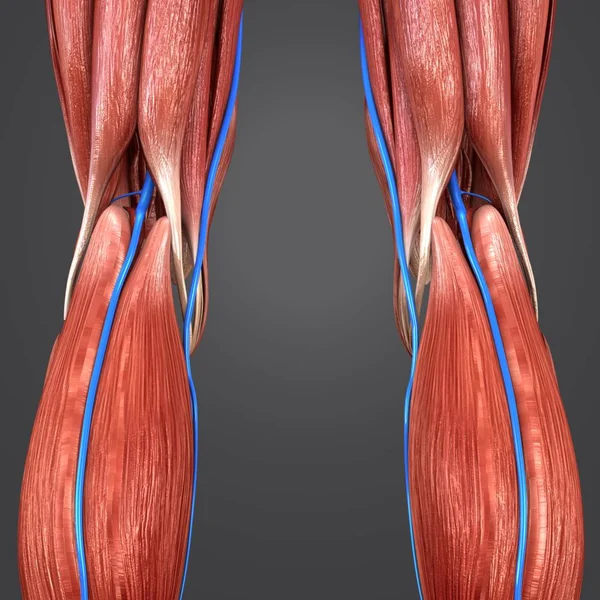 Ilustración Médica Colorida Miembros Inferiores Humanos Con Venas Vista Posterior — Foto de Stock