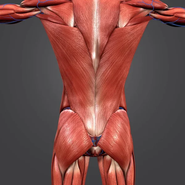 Ilustração Médica Colorida Dos Músculos Humanos Coluna Vertebral — Fotografia de Stock