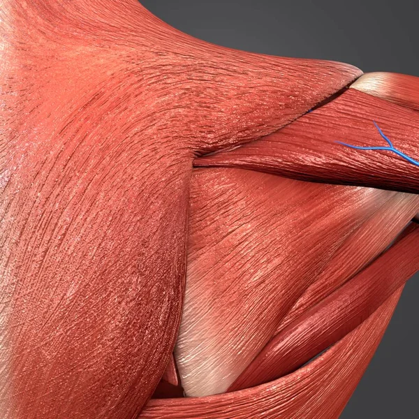 Ilustração Médica Colorida Músculos Humanos Ombro Com Veias — Fotografia de Stock