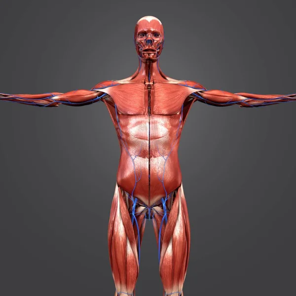 Barevné Lékařské Ilustrace Svalnaté Anatomie Člověka Žilkami — Stock fotografie
