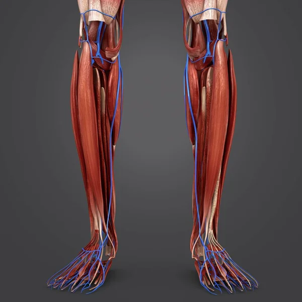 Colorida Ilustración Médica Los Músculos Pierna Humana Con Venas — Foto de Stock