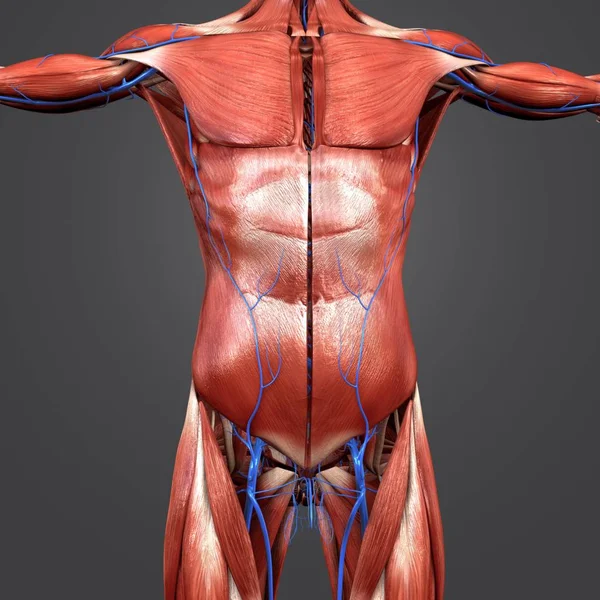 Kolorowe Ilustracja Ludzki Górnej Anatomii Mięśni Żyły — Zdjęcie stockowe