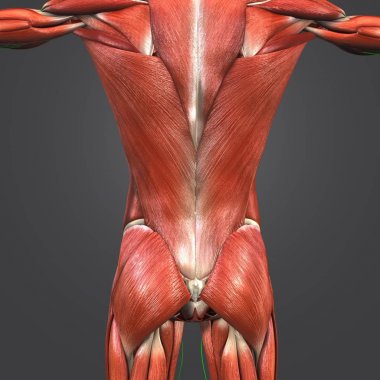 Renkli tıbbi illüstrasyon, insan kaslara vertebral sütunun Lymphnodes ile