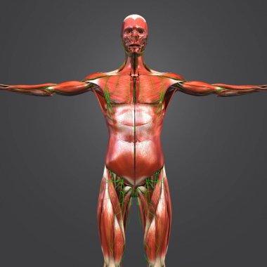 Renkli tıbbi illüstrasyon insan kas anatomi Lenf bezleri ile 