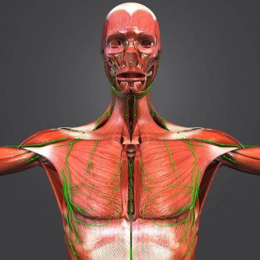 Lymphnodes ile insan kas anatomisi renkli tıbbi çizimi