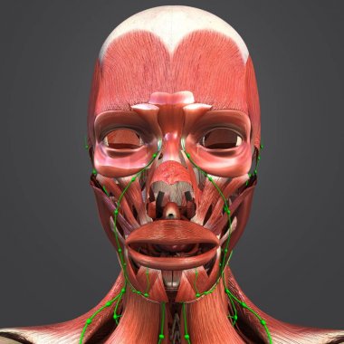 Lymphnodes ile insan yüz kaslarının renkli tıbbi resimde