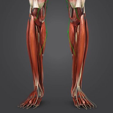 Renkli tıbbi illüstrasyon insan bacak kas Lymphnodes ile