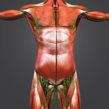 Renkli tıbbi illüstrasyon insan üst anatomi kas Lymphnodes ile
