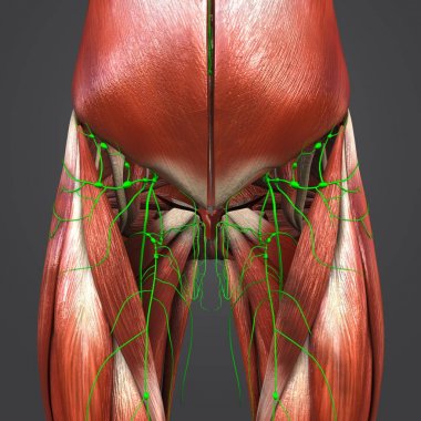 İnsan kalça ve uyluk kas Lymphnodes ile renkli tıbbi çizimi