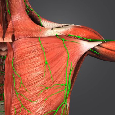 İnsan omuz kasları Lymphnodes ile renkli tıbbi çizimi