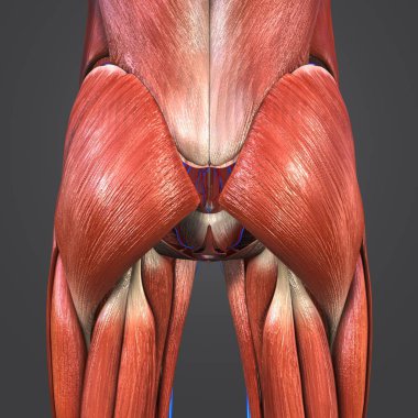 Renkli tıbbi illüstrasyon, insan kalça kasları ile dolaşım sistemi