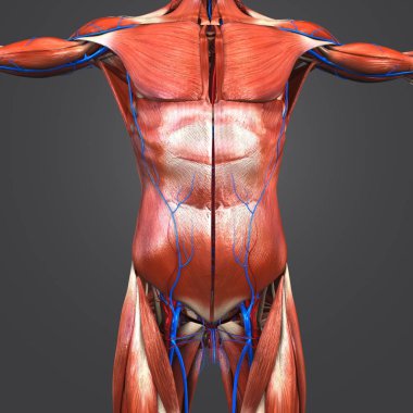 Renkli tıbbi illüstrasyon, insan üst anatomi kas dolaşım sistemi ile