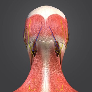 Renkli tıbbi illüstrasyon, insan baş kasları ile dolaşım sistemi ve sinirler