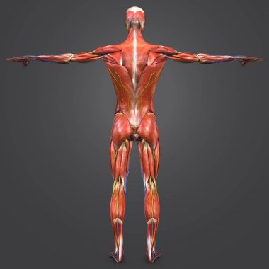 Dolaşım sistemi ve sinirler ile insan kas anatomisi renkli tıbbi çizimi 