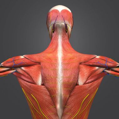 Dolaşım sistemi ve sinirler ile insan kas anatomisi renkli tıbbi çizimi 