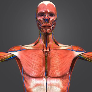 Dolaşım sistemi ve sinirler ile insan kas anatomisi renkli tıbbi çizimi