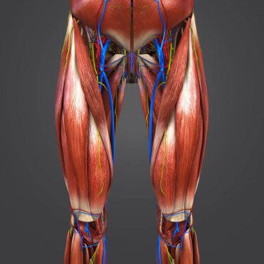 Renkli tıbbi illüstrasyon insan kalça ve dolaşım sistemi ile uyluk kasları ve sinirleri 