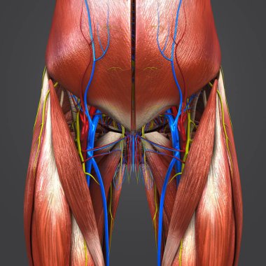 Renkli tıbbi illüstrasyon insan kalça ve dolaşım sistemi ile uyluk kasları ve sinirleri 