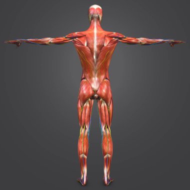 Renkli tıbbi illüstrasyon insan kas anatomi dolaşım sistemi, sinir ve Lymphnodes ile