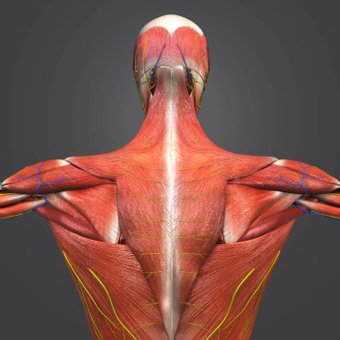 Renkli tıbbi illüstrasyon insan kas anatomi dolaşım sistemi, sinir ve Lymphnodes ile 