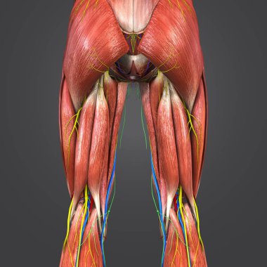 Renkli tıbbi illüstrasyon, insan alt bacaklarda dolaşım sistemi, sinir ve Lymphnodes ile 