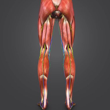 Renkli tıbbi illüstrasyon, insan alt bacaklarda dolaşım sistemi, sinir ve Lymphnodes ile 