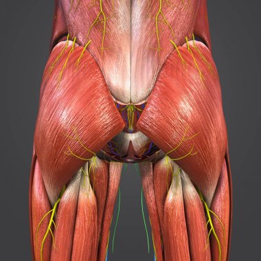 Renkli tıbbi illüstrasyon, insan kalça kasları ile dolaşım sistemi, sinir ve Lymphnodes