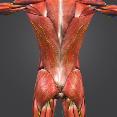 Renkli tıbbi illüstrasyon, insan kaslara vertebral sütunun dolaşım sistemi, sinir ve Lymphnodes ile