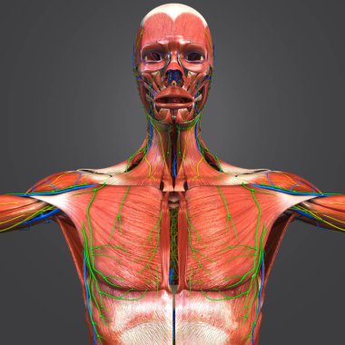 Renkli tıbbi illüstrasyon insan kas anatomi dolaşım sistemi, sinir ve Lymphnodes ile