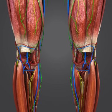 Renkli tıbbi illüstrasyon, insan alt bacaklarda dolaşım sistemi, sinir ve Lymphnodes ile 