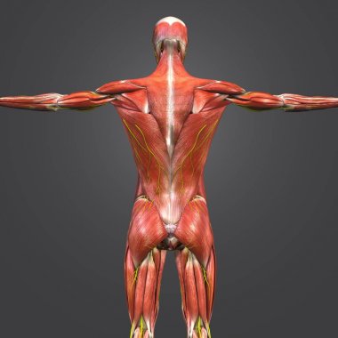 Sinirlere olan insan kas ve iskelet Anatomi Renkli tıbbi resimde 