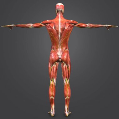 Sinirlere olan insan kas ve iskelet Anatomi Renkli tıbbi resimde 