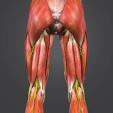 Renkli tıbbi illüstrasyon insan alt ekstremite sinir 