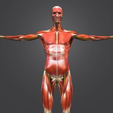 Sinirlere olan insan kas ve iskelet Anatomi Renkli tıbbi resimde 