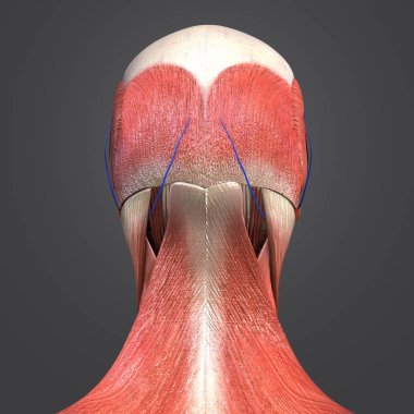 Renkli tıbbi illüstrasyon insan kafa kas ve kemik damarlı