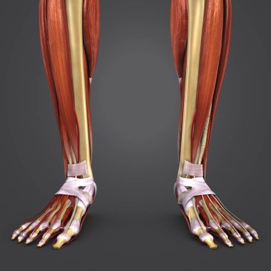 İnsan bacak kas ve kemik ile arterler renkli tıbbi çizimi 