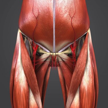 Renkli tıbbi illüstrasyon insan kalça ve uyluk kas ve kemik arterler ile 