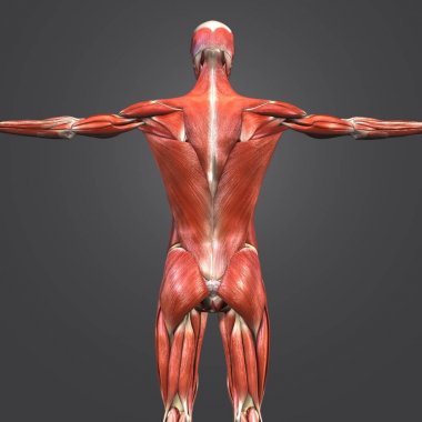 Lymphnodes ile insan kas ve iskelet Anatomi Renkli tıbbi resimde 