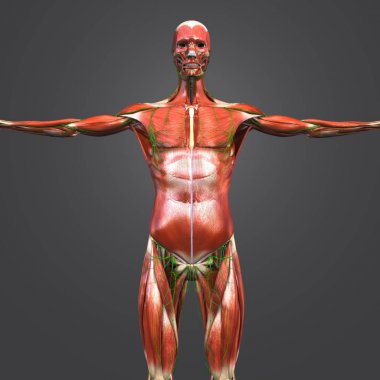 Lymphnodes ile insan kas ve iskelet Anatomi Renkli tıbbi resimde