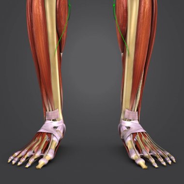 İnsan bacak kas ve kemik Lymphnodes ile renkli tıbbi çizimi 